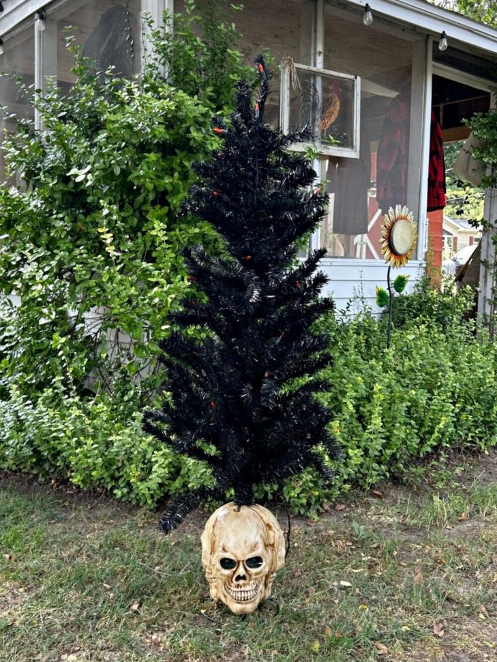 Cracker Barrel 50" Pre-Lit Black Pine Tree with Skull Base Halloween Decor